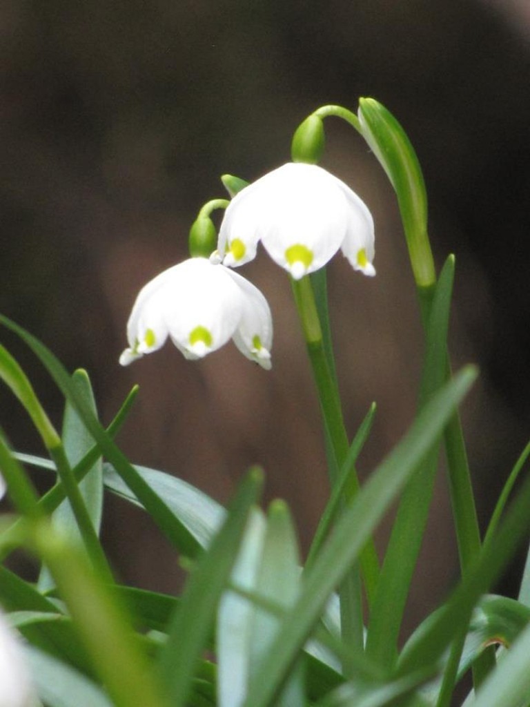 12439387_1229827267046791_6960916435731497544_n