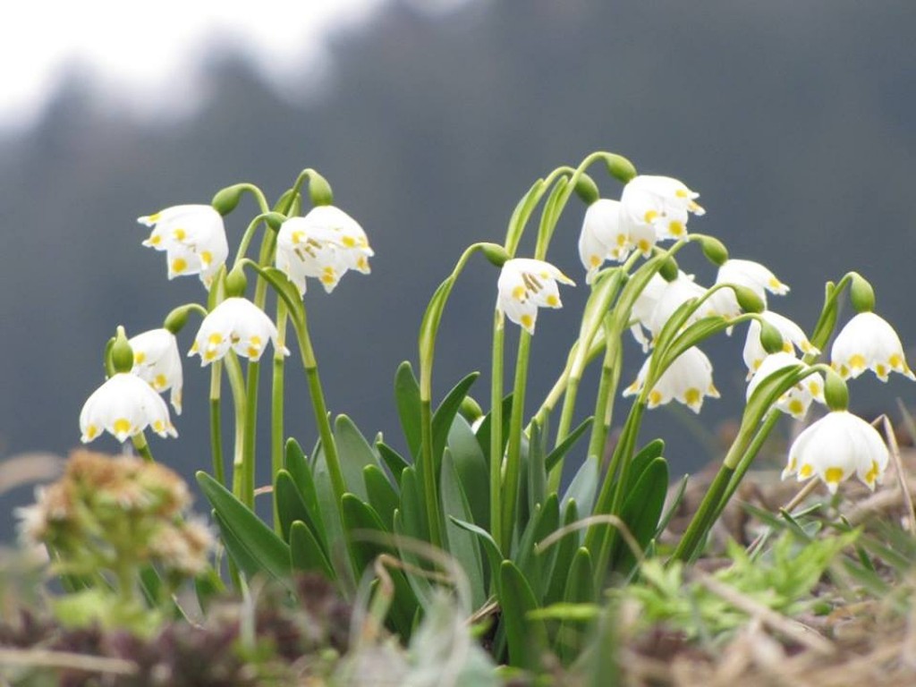 12791114_1229827743713410_8189525930761062954_n