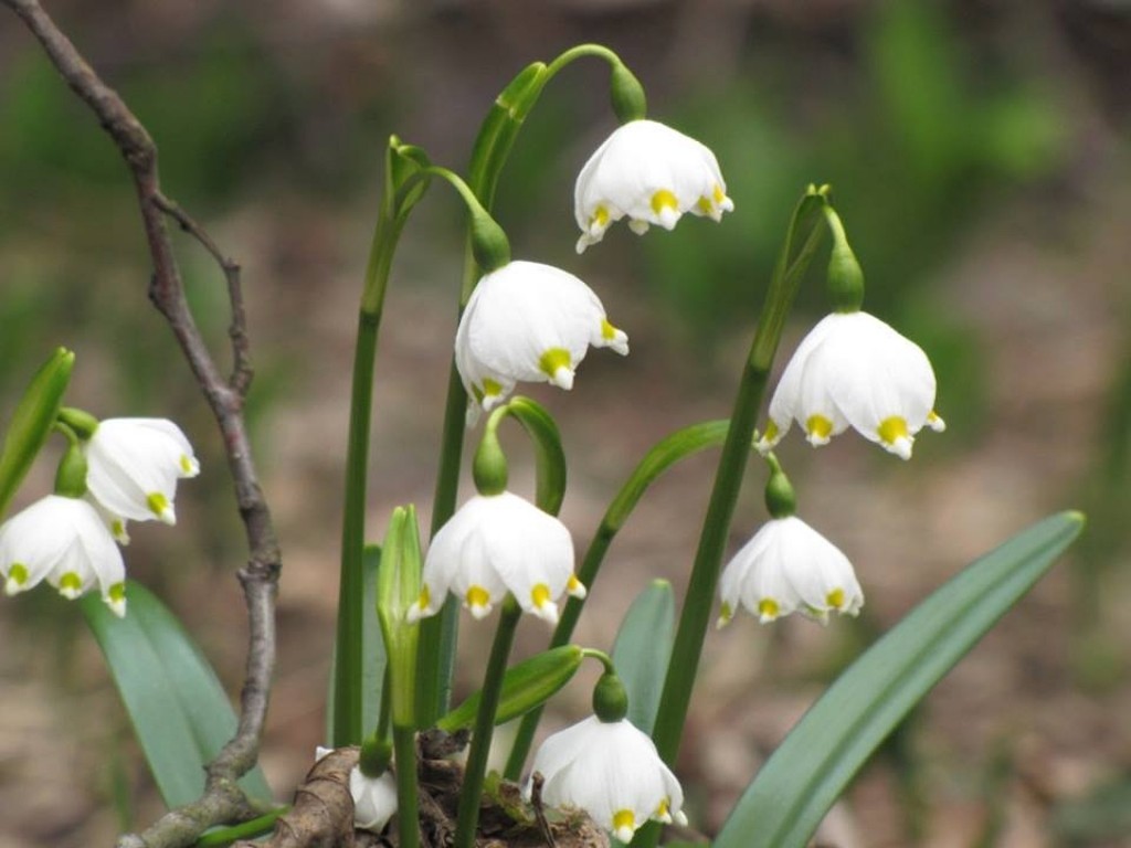 6887_1229827640380087_3639402106355030057_n