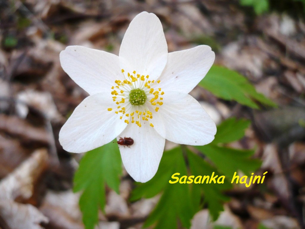 Sasanka hajní